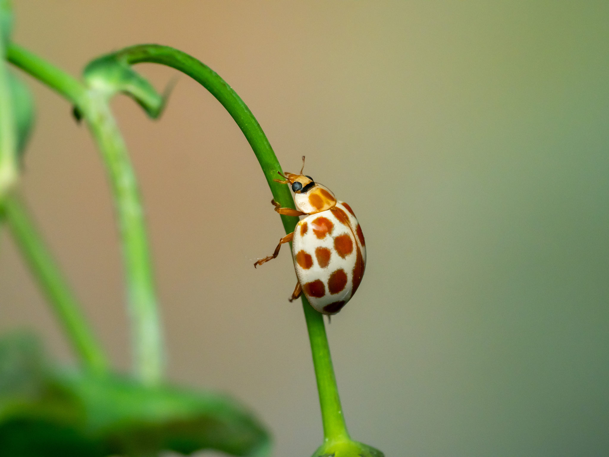 植物上昆虫特写镜头