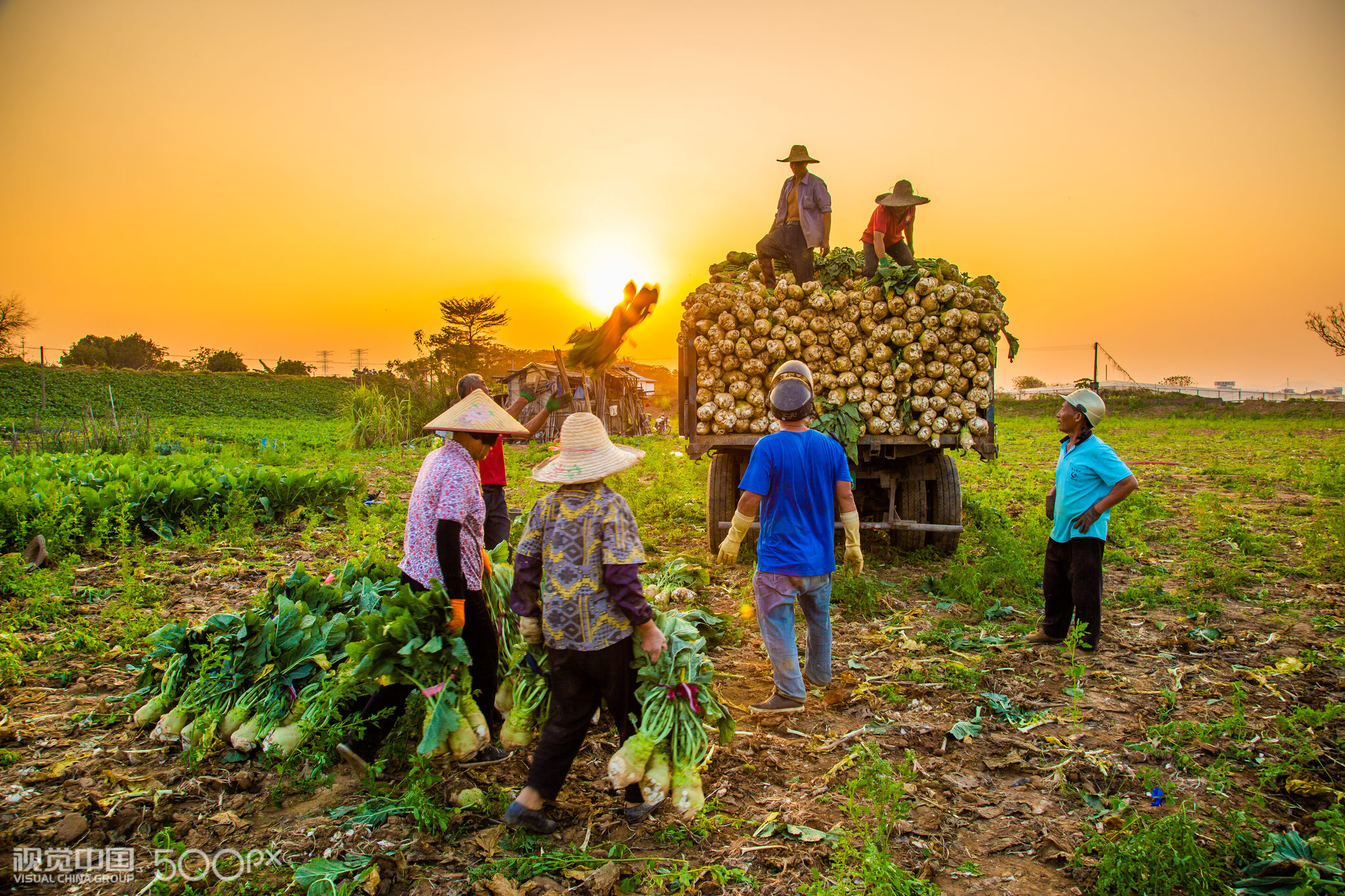 拍摄地点:佛山市顺德区均安镇 主题:春节临近,顺德均安的大头菜丰收了