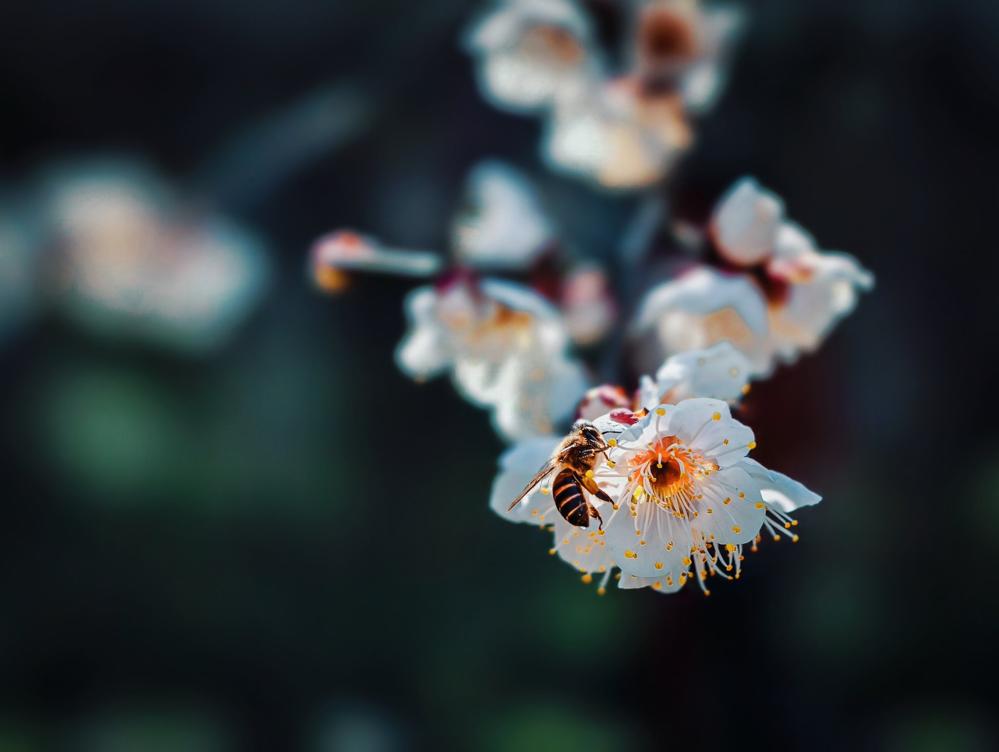 白梅蜂趣(上海梅川公园)