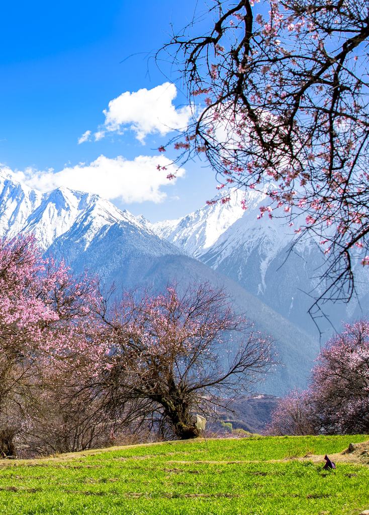 桃花映雪山摄影照片