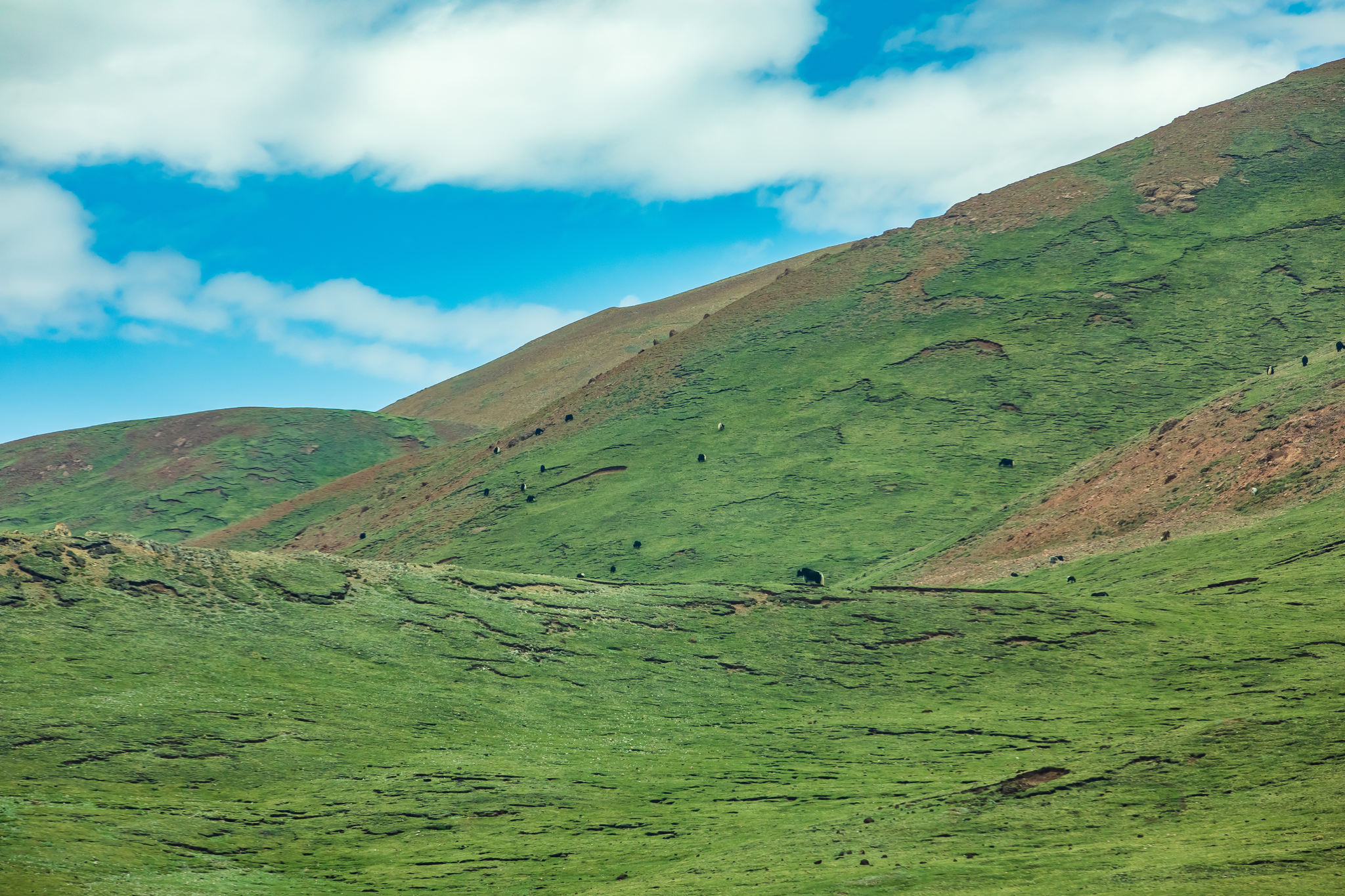 青藏高原的高山牧场