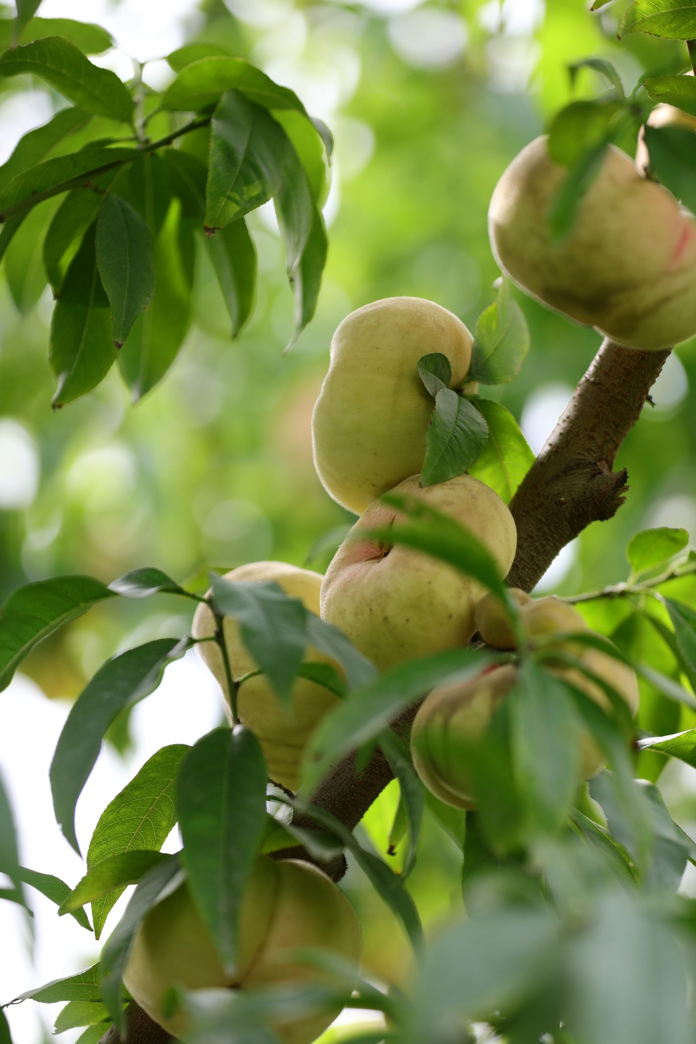 新疆地道风物:白蟠桃,果香浓郁,清甜多汁,桃中珍品