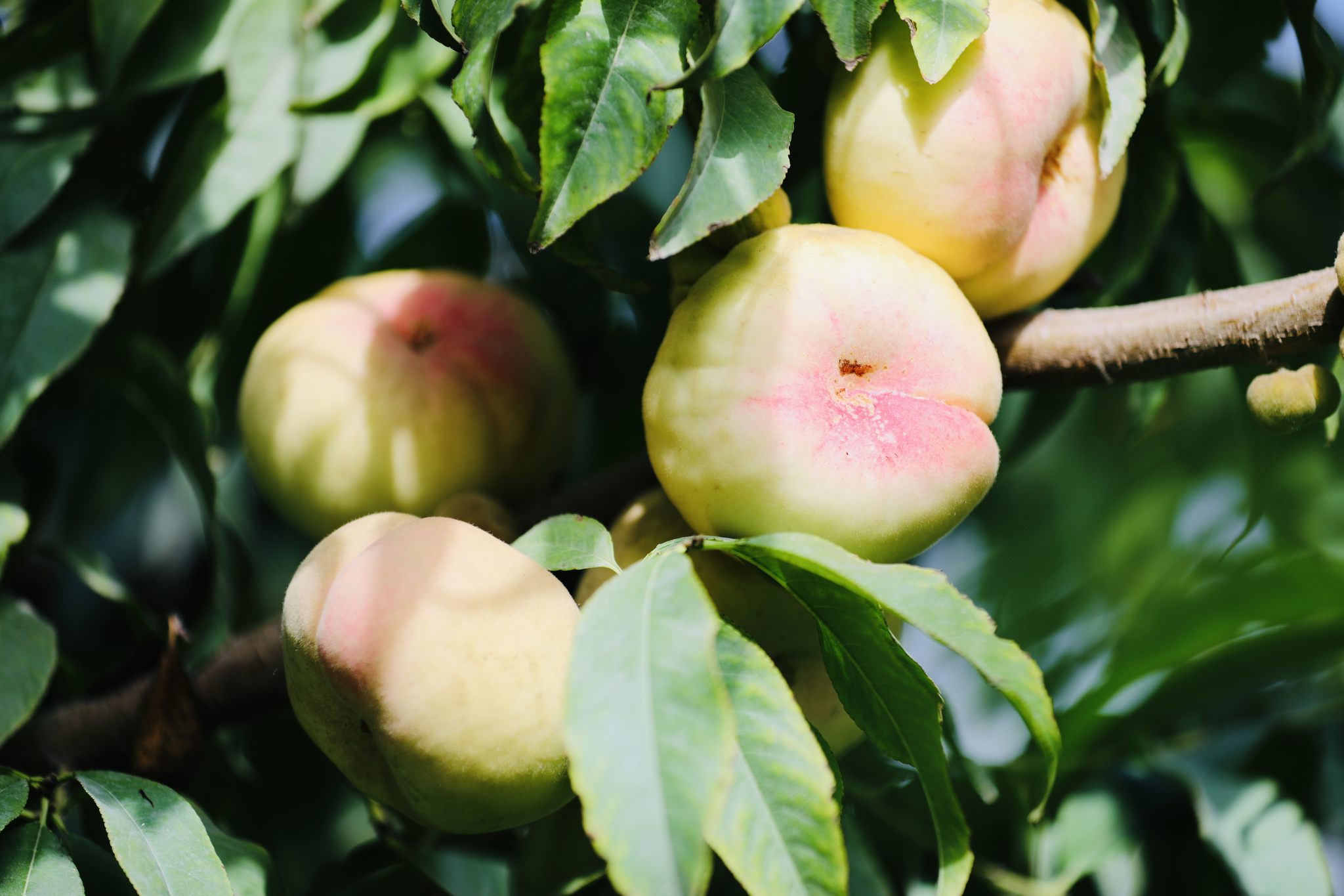 新疆地道风物:白蟠桃,果香浓郁,清甜多汁,桃中珍品