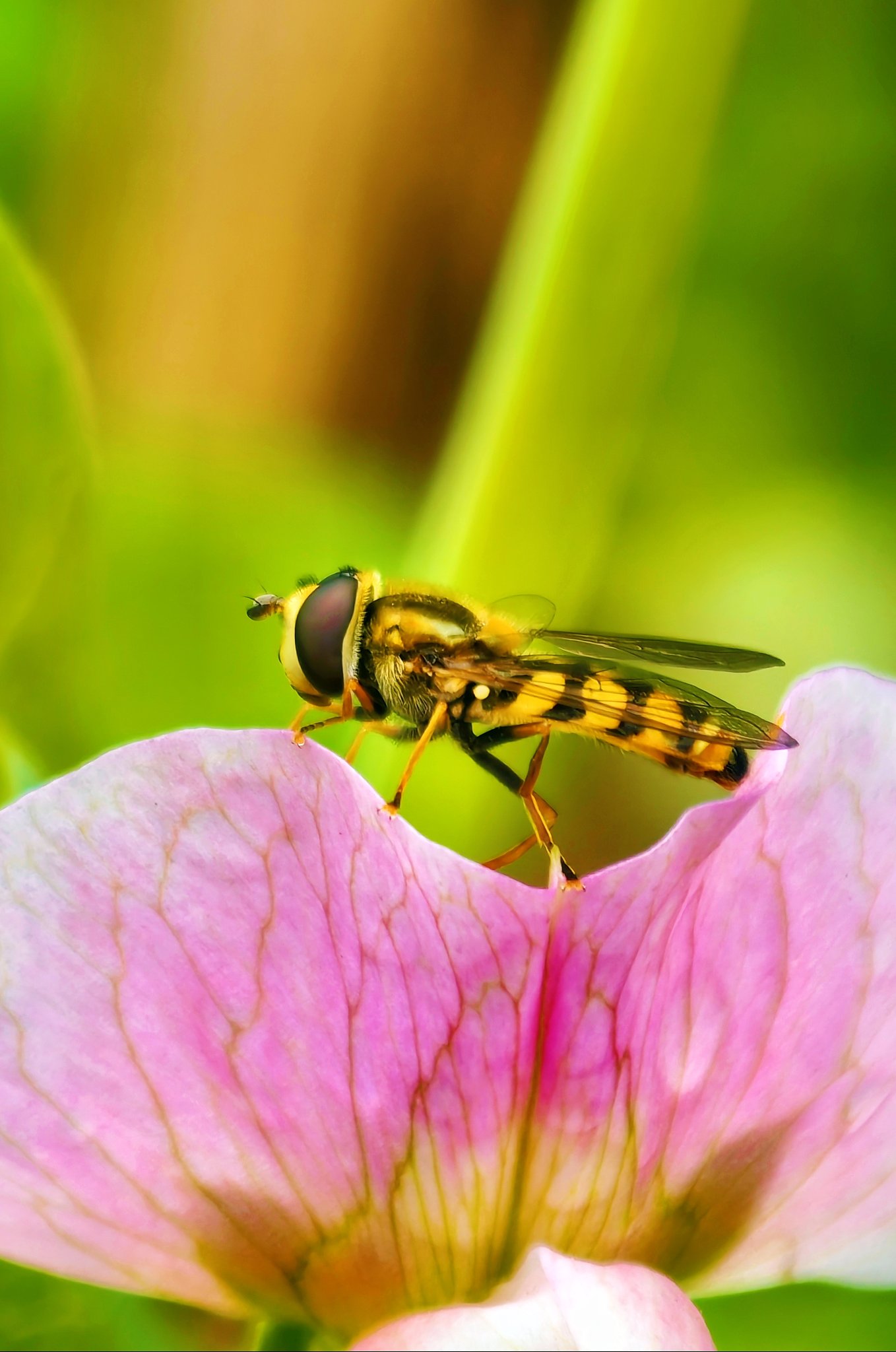 粉红色花朵上的昆虫特写镜头