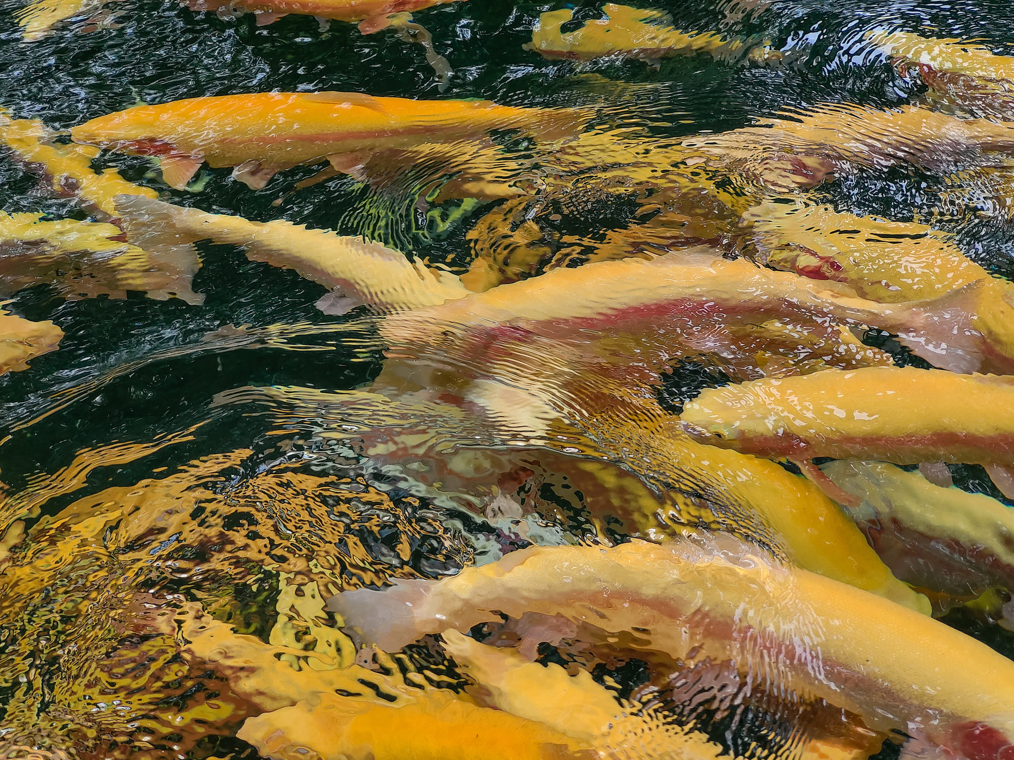 金鳟鱼-抽象背景的全帧拍摄