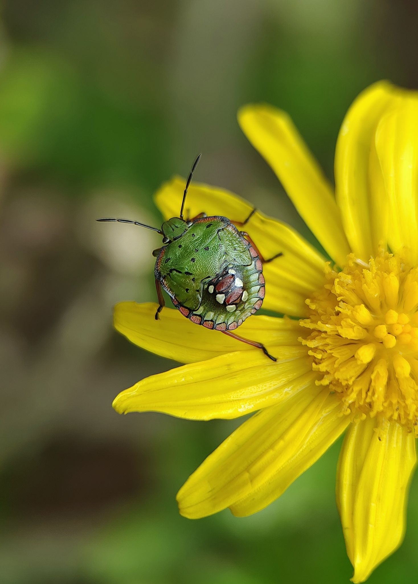 稻绿蝽(昆明市盘龙区穿金路白邑游园)