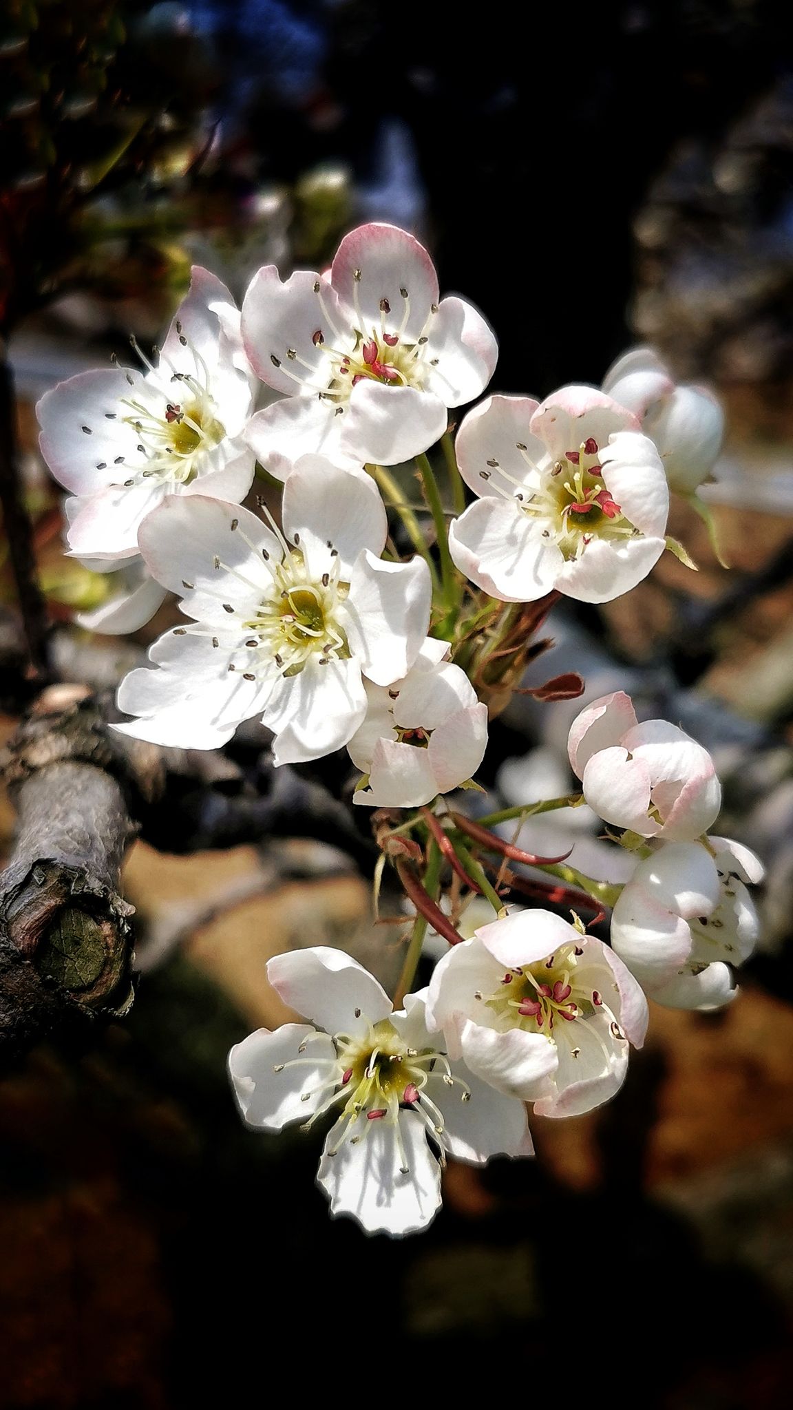 百年老梨树又到开花季