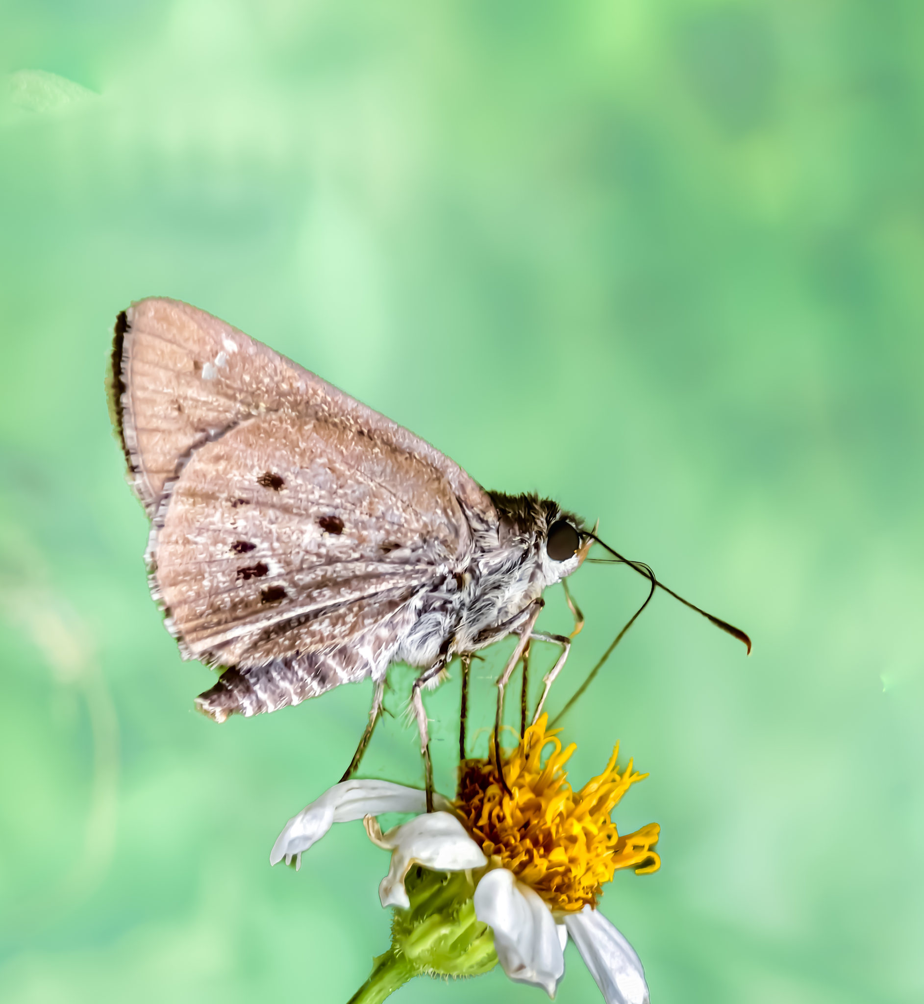 蝴蝶在花上授粉的特写镜头