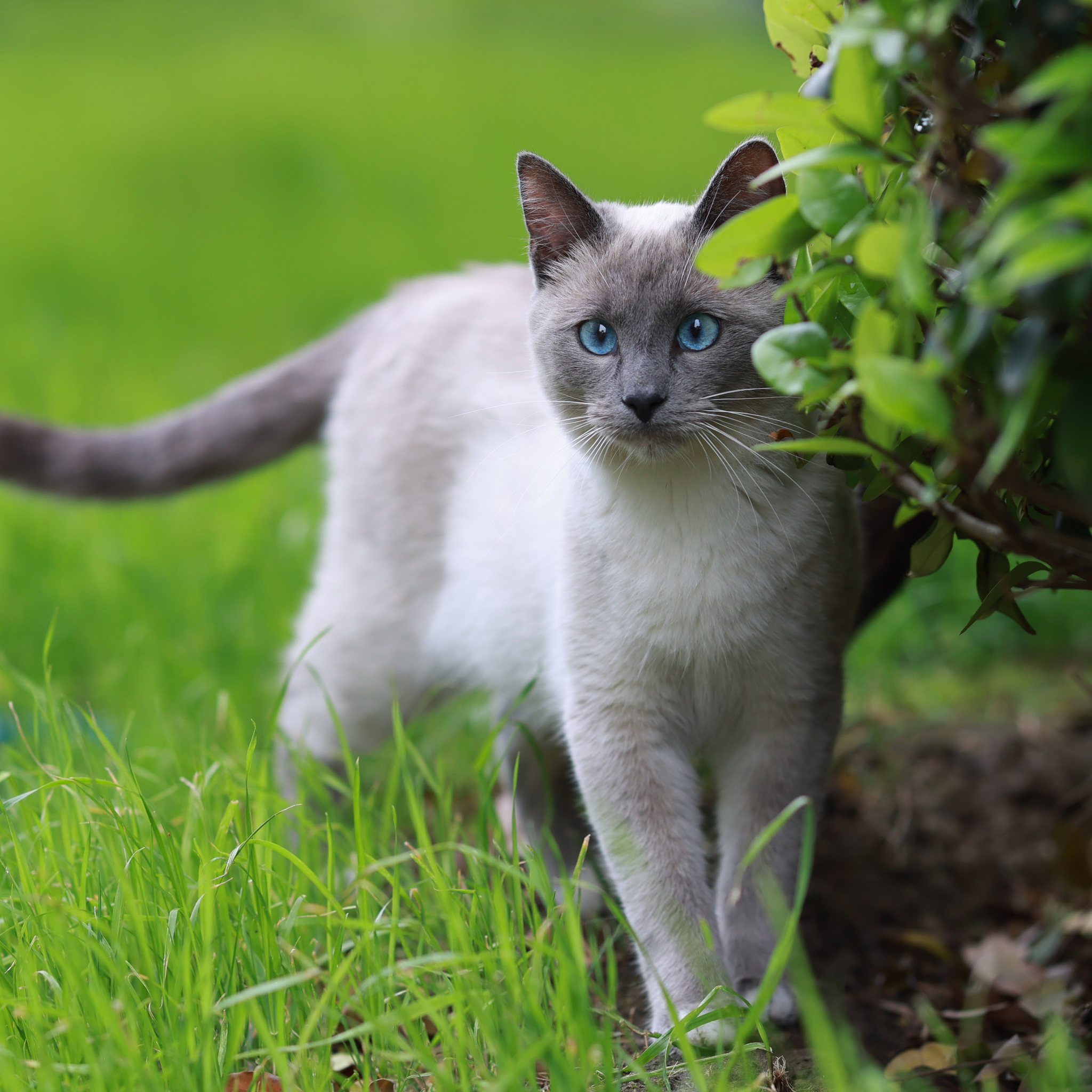 偶遇一只短毛猫