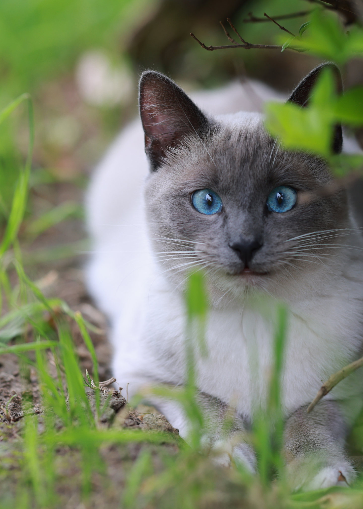 偶遇一只短毛猫