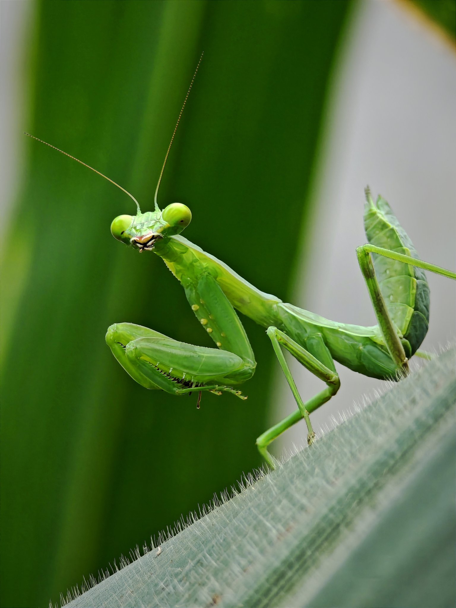 叶上昆虫特写镜头