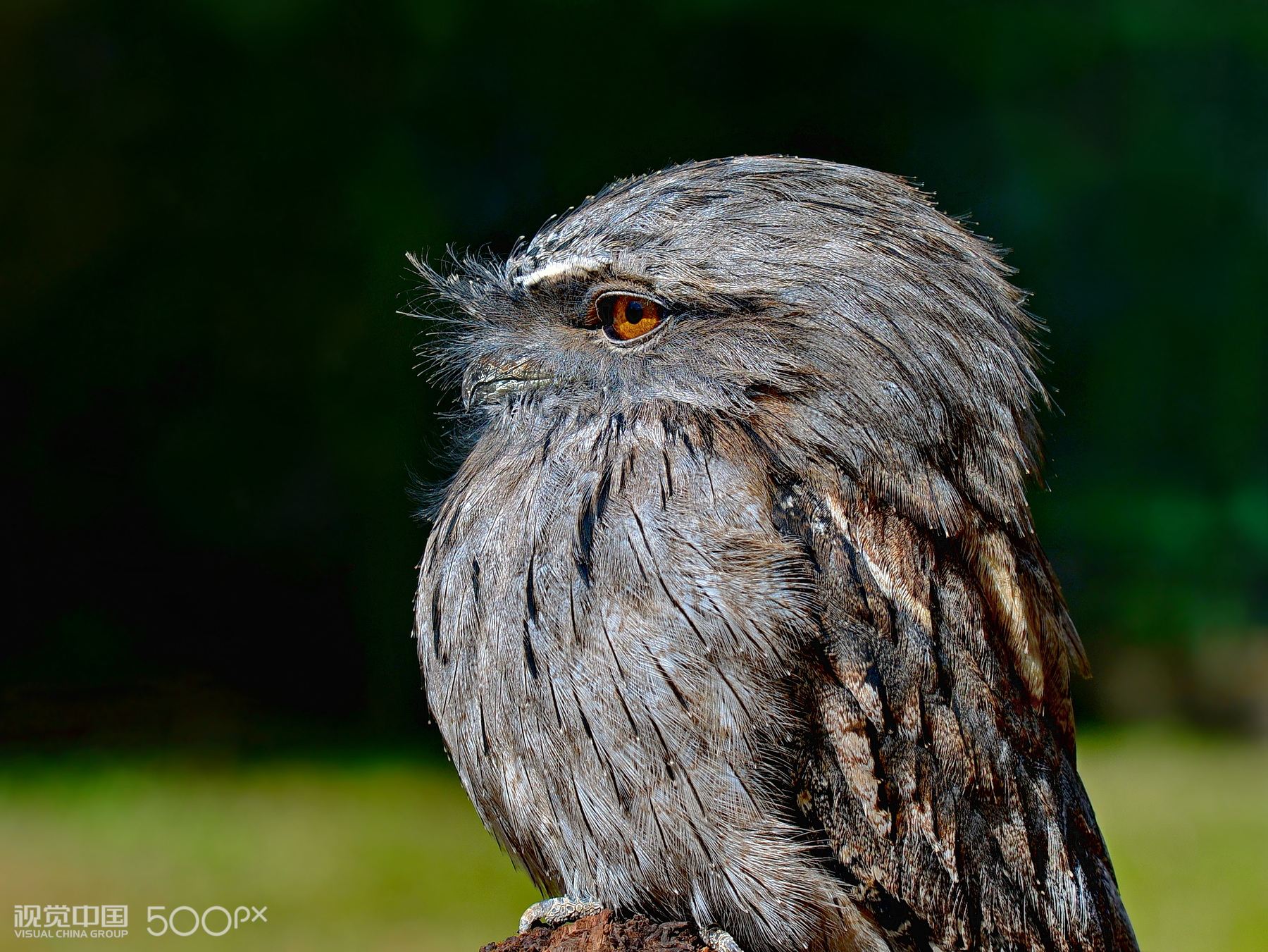 泰然自若 tawny frogmouth