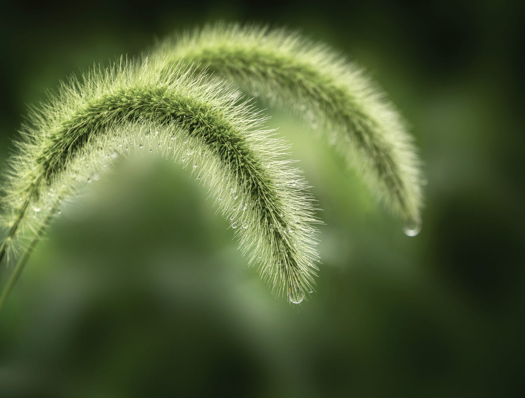 一根草,一滴露 a grass, a drop of dew