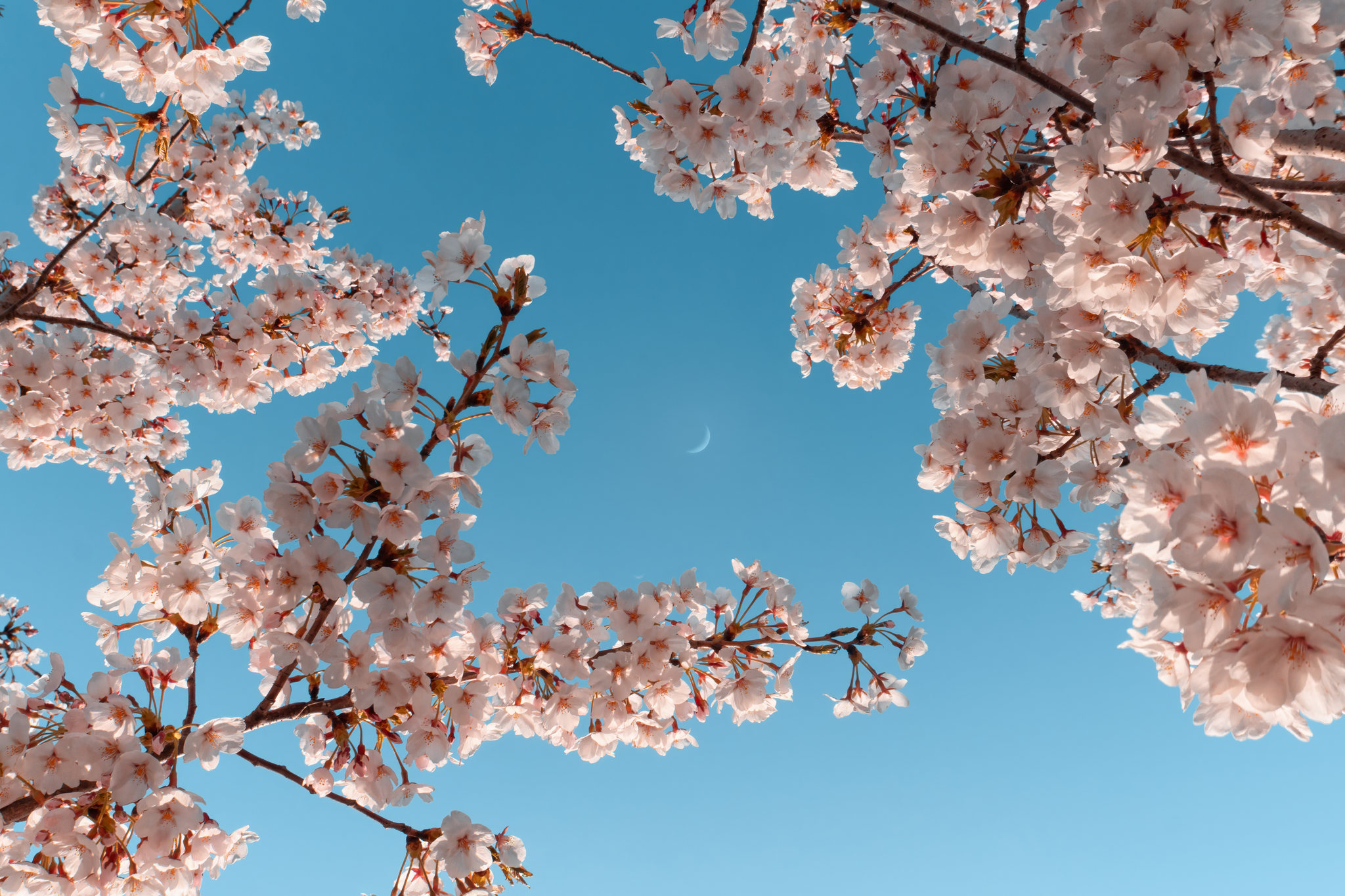 青蓝色天空下的粉色樱花